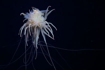 En el hallazgo se constató la presencia de varios ejemplares de Bathyphysa conifera, conocidos como "monstruo espagueti volador", una especie de sifonóforo raramente observado
