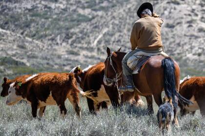 En el informe se presentaron dos casos exitosos de programas de vacunación contra la fiebre aftosa: la Argentina y Turquía