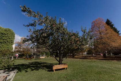 En el Instituto Balseiro ya crece el clon del retoño del árbol de Newton que llegó al país en los 80
