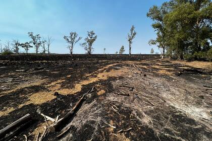 En el INTA Mercedes se perdió recurso forrajero clave
