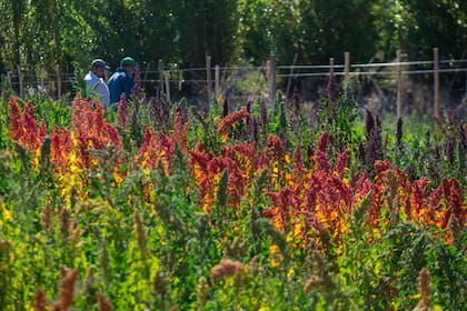 En el INTA Salta impulsan un clúster productivo de quinoa