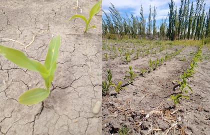 En el INTA señalaron que los resultados obtenidos en esta experiencia demostraron que la producción de maíz es factible también en la zona cordillerana del noroeste de Chubut