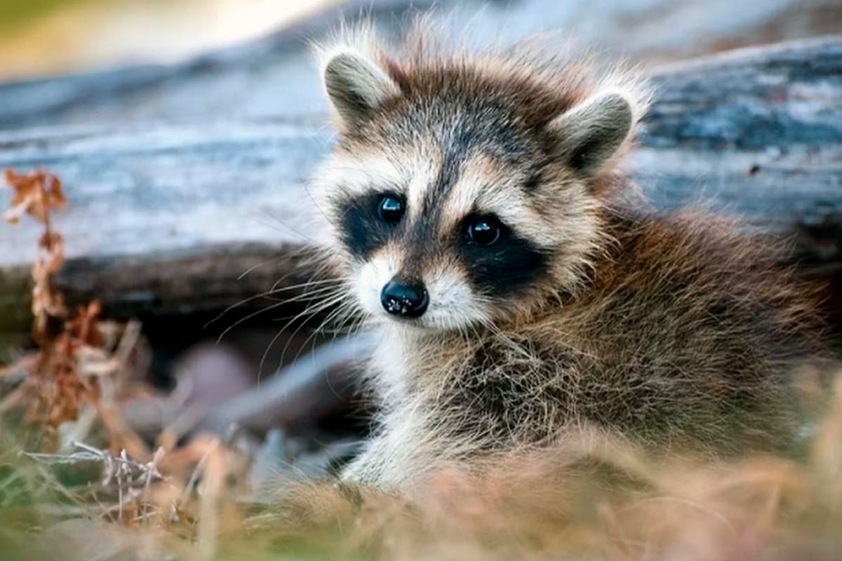 En el interior de esta nota, un dibujo de este simpático animal está escondido entre mamíferos mayores