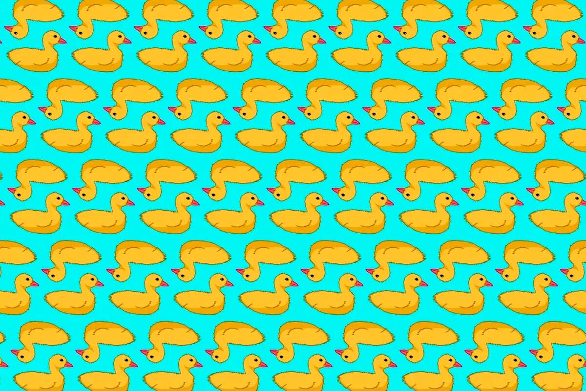 En el interior de la nota hay una imagen que te pondrá a prueba con patos similares a estos