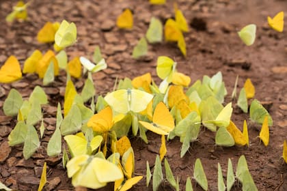 En el interior de la selva del Parque Nacional Iguazú, se pueden encontrar mariposas amarillas y otras azules