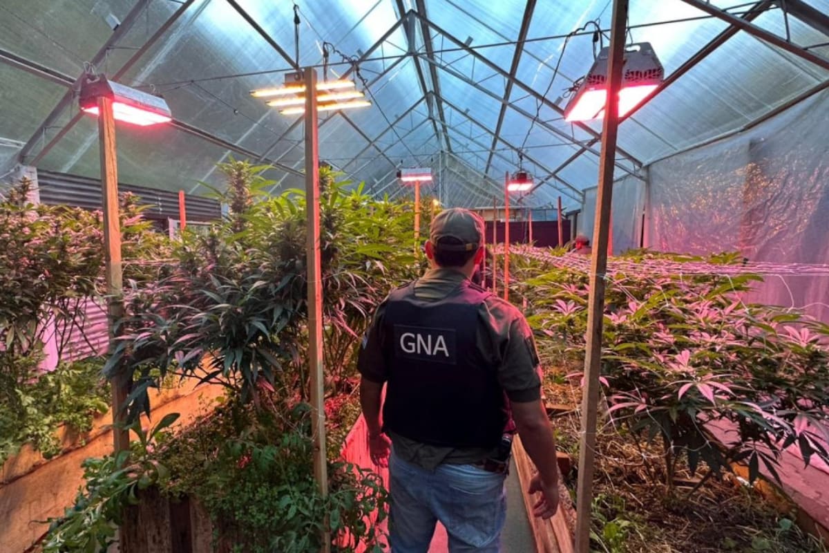 En el invernadero clandestino secuestraron más de 28 kilos de marihuana.