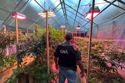 En el invernadero clandestino secuestraron más de 28 kilos de marihuana.