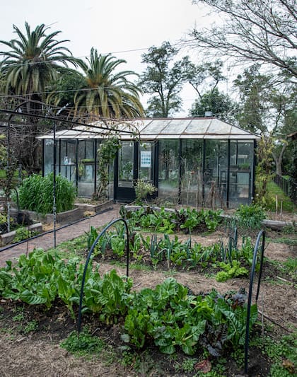 En el invernadero cultivan tomates aún en invierno