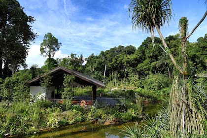 En el Learning Forest se conservan y reconstruyen hábitats completos y reúne más de 700 especies vegetales