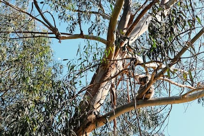 En el llamado “camping de los koalas”, un desvío de la carretera, los turistas se agolpan para fotografiarlos