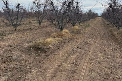 En el lugar donde estaban los viejos manzanos, el productor implantará dos hectáreas de ciruela D’Agen destinada al desecado