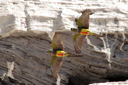 En el lugar, se contabilizaron 37.000 nidos activos de loros
