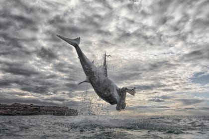 En el marco de la Semana de los Tiburones celebrada desde el programa Air Jaws de Discovery Channel, Chris Fallows, un reconocido experto en estos animales marinos, captó el salto más elevado registrado hasta el momento