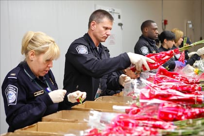 En el marco de San Valentín, los oficiales de la CBP incautaron más de US$6 millones en contrabando en una sola operación