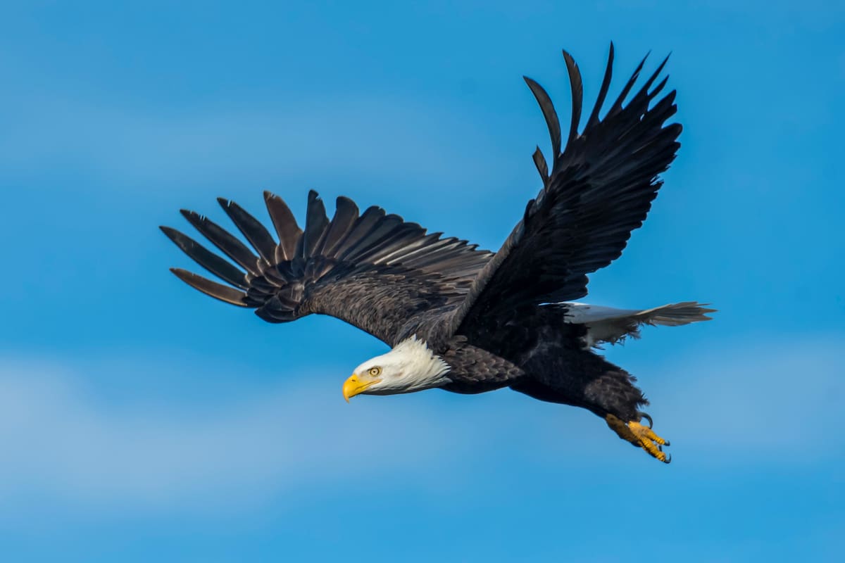 En el marco del 250° aniversario de Estados Unidos, el USPS lanzó una edición especial de sellos con el águila calva como símbolo