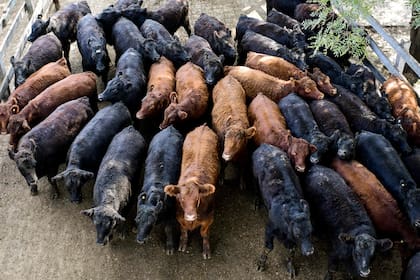 En el Mercado de Hacienda de Liniers rechazan cualquier tipo de intervención para limitar la operatoria