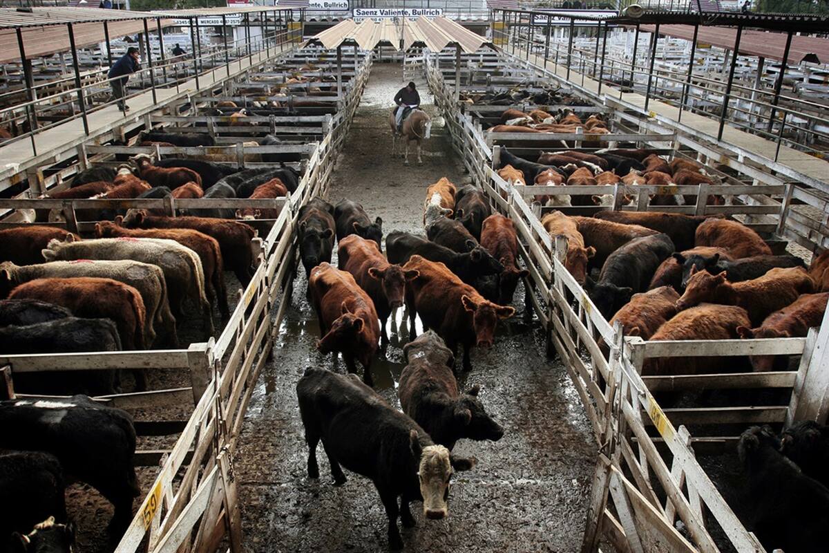 En el Mercado de Liniers el Índice Novillo subió 2,24% y quedó en $75,6; ingresaron 7155 animales