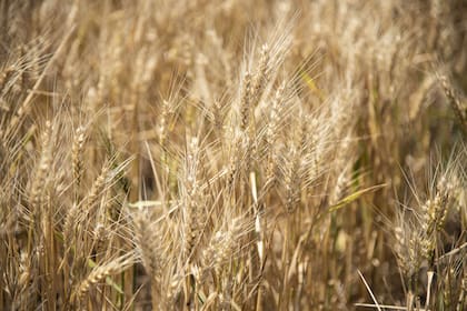 En el mercado doméstico del trigo las opiniones siguen divididas en torno de la variedad transgénica