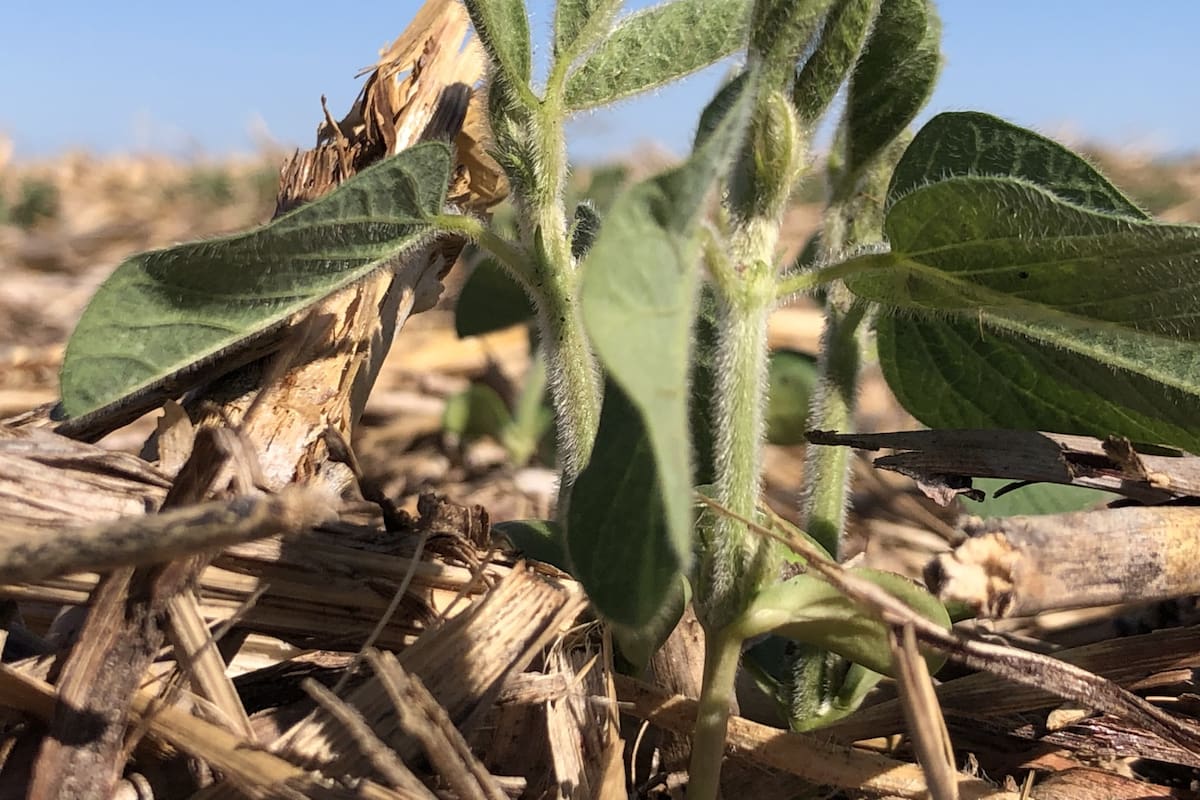 En el mercado hay 62 cultivares de la nueva tecnología