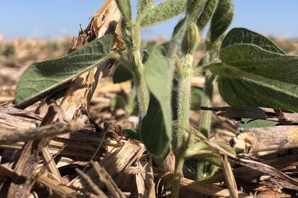En el mercado hay 62 cultivares de la nueva tecnología