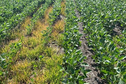 En el mundo hay más de 500 biotipos resistentes a herbicidas en 270 especies de malezas diferentes