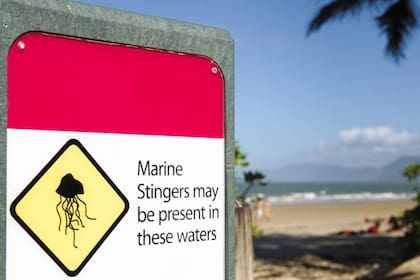 En el noreste de Australia hay carteles específicos que indican su presencia, lo que provoca una desolación de varias de las playas paradisíacas por temor a su terrible picada.