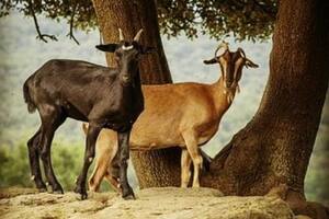 En el norte cordobés productores de cabras tienen otra opción para su producción