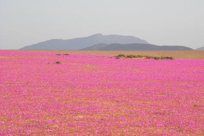 En el norte de Chile, un fenómeno natural único y esporádico