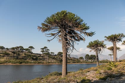 En el norte de Neuquén, las araucarias ocupan alrededor de 80.000 hectáreas.