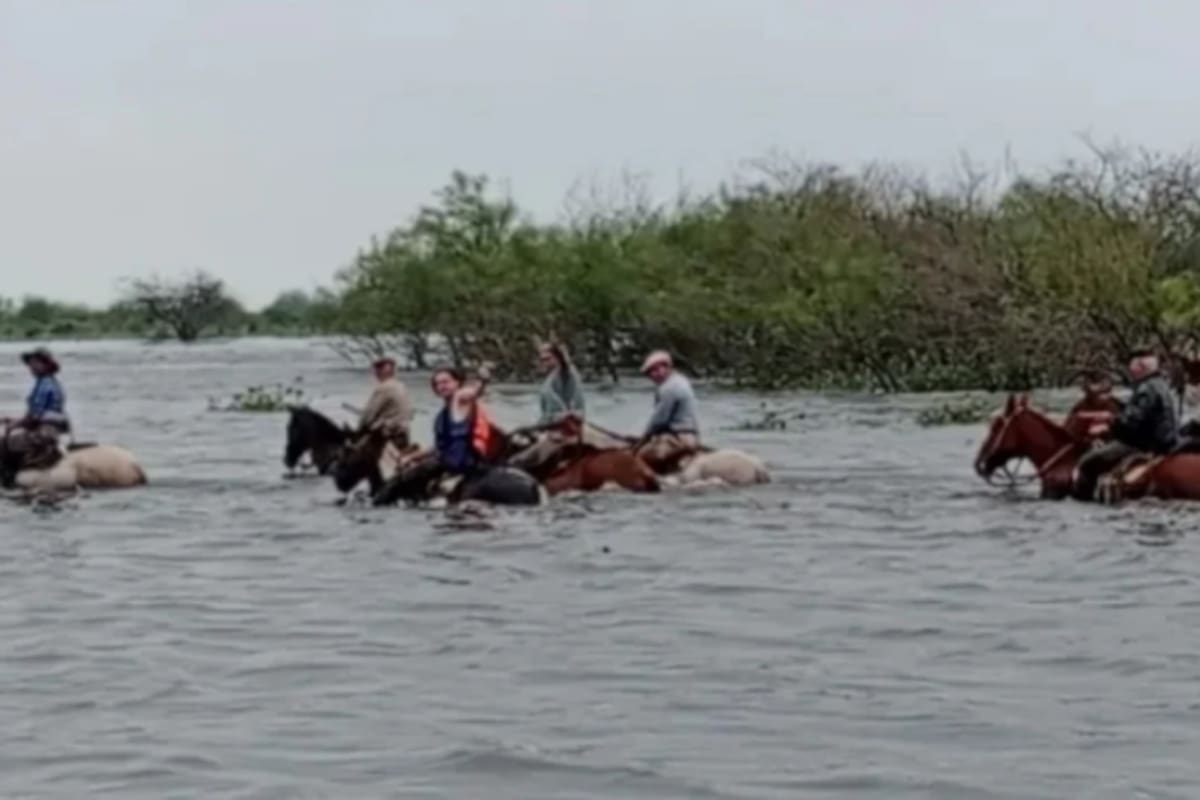 En el norte de Santa Fe está en riesgo el ganado y los productores buscan acelerar el traslado, como en Fortín Olmos, departamento de Vera
