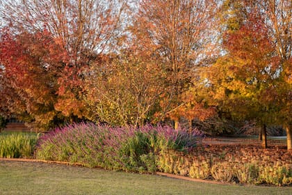 En el otoño, la Salvia leucantha continúa brindando sus floraciones espectaculares, en un interesante contraste con los follajes ocres