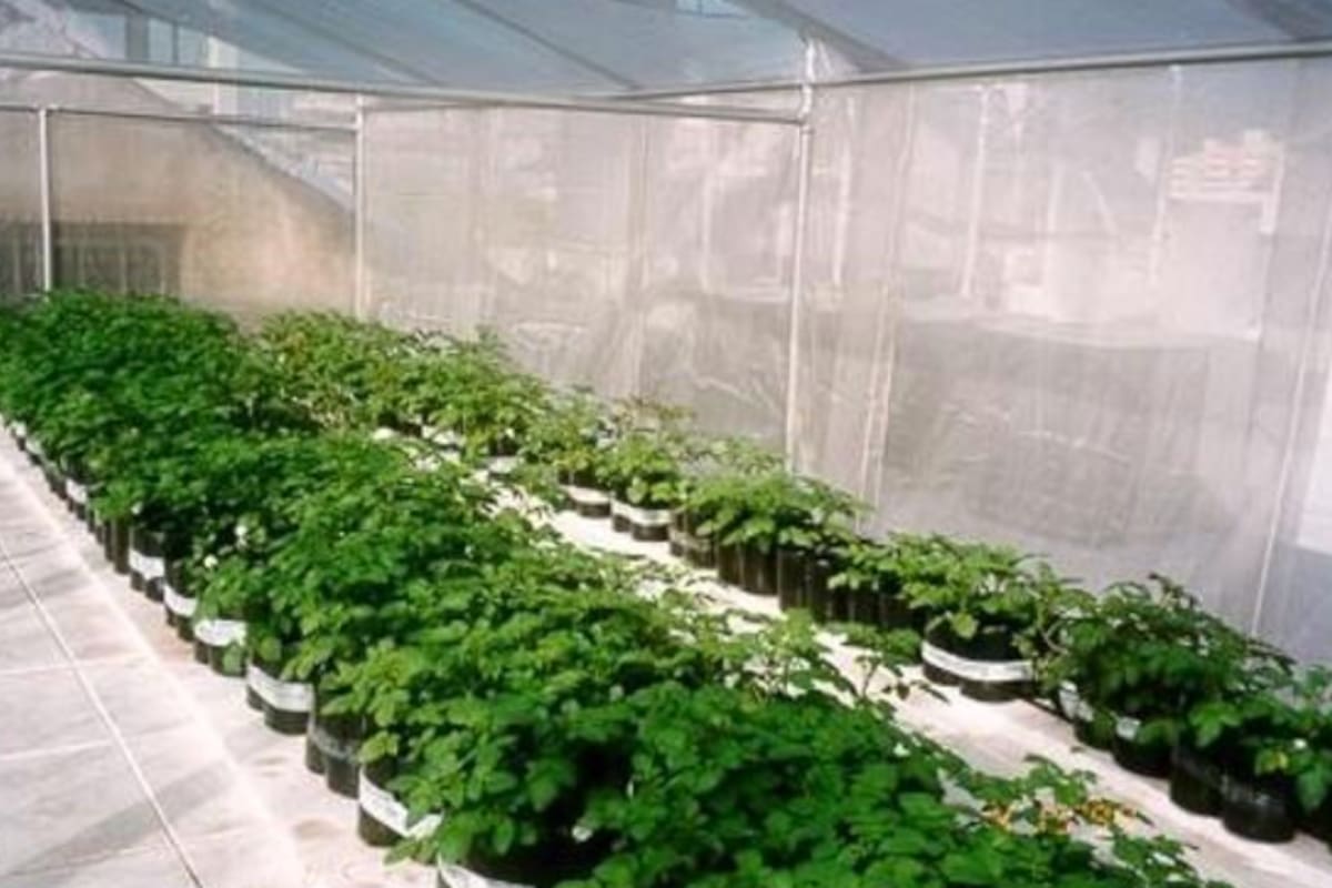 En el país “la papa es afectada por unos 30 virus; individualmente o actuando en forma sinérgica con otros virus pueden producir pérdidas de rendimiento de hasta 80 o 90%”