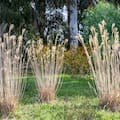 Por qué las flores secas ganan cada vez más espacio en el diseño