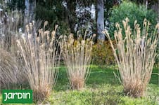 Por qué las flores secas ganan cada vez más espacio en el diseño