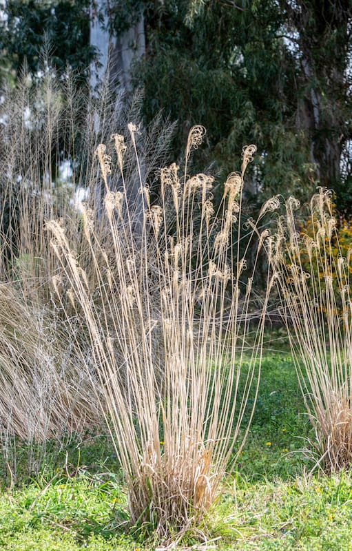 En el paisajismo naturalista, las inflorescencias secas forman parte del diseño y no se eliminan apenas termina la floración
