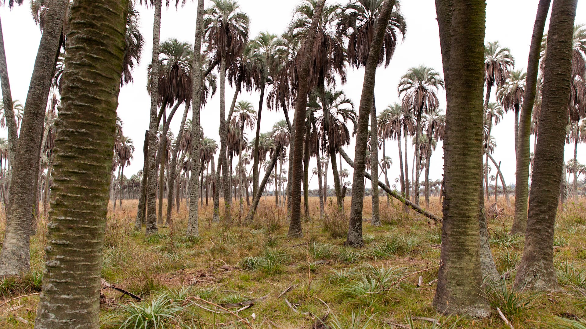 Las guías de la reserva están a disposición de los huéspedes.