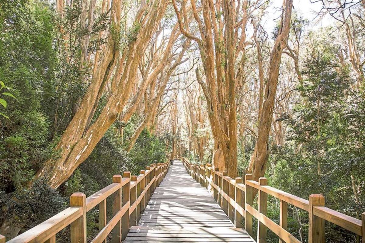 En el parque, hay árboles que tienen más de 600 años