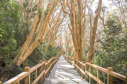 En el parque, hay árboles que tienen más de 600 años