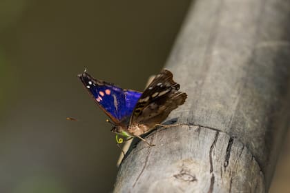 En el parque hay sesenta variedades de mariposas.