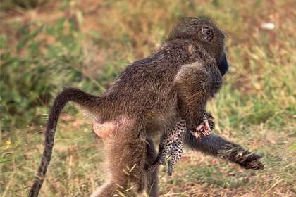 En el Parque Nacional Kruger, para la misma época del año, una fotógrafa avistó a otro primate trasladando a una cría de leopardo