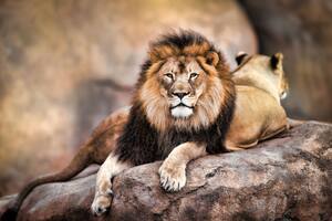 En el Parque Nacional Kruger, un gran león sorprendió a un grupo de turistas que se preparaban para cenar