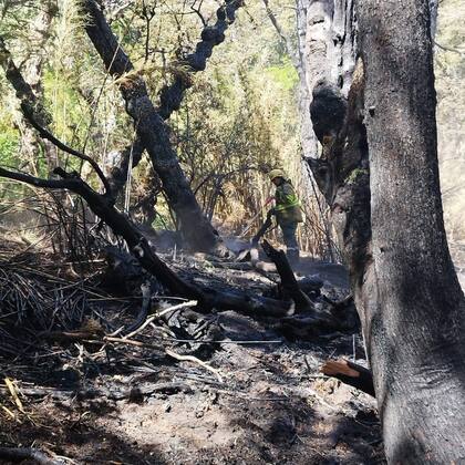 En el Parque Nacional Lanín el foco de incendio está circunscripto