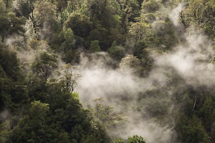 En el Parque Pumalín llueven más de 6 mil milímetros al año, una cantidad esencial para sostener la biodiversidad de la selva (o bosque) valdiviana.