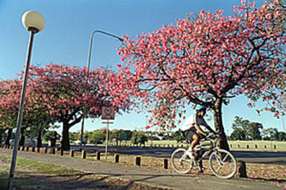 En el parque Tres de Febrero, los palos borrachos, impertérritos, siguen floreciendo