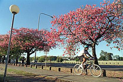 En el parque Tres de Febrero, los palos borrachos, impertérritos, siguen floreciendo