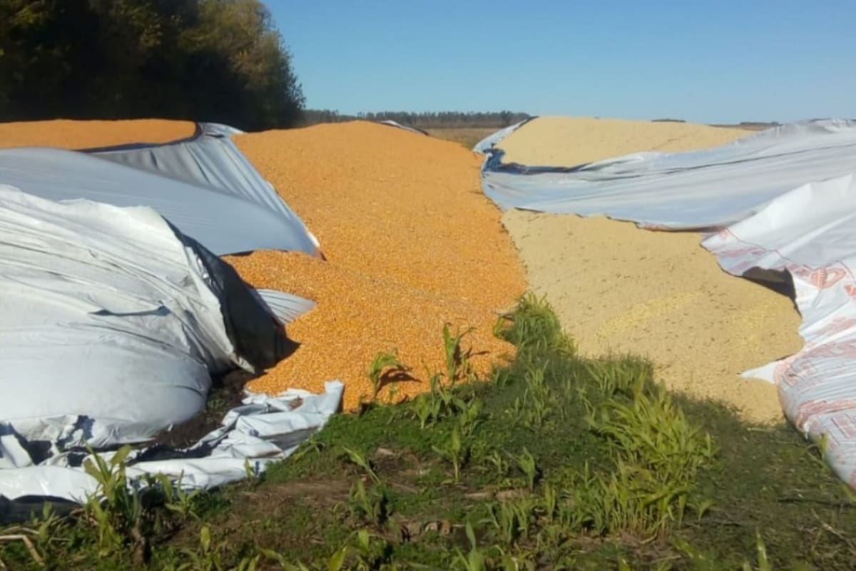 En el partido de Junín rompieron de punta a punta tres silobolsas, uno con soja y dos con maíz