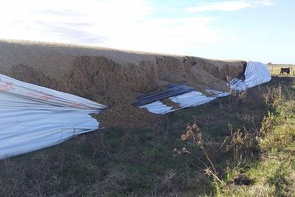En el partido de Maipú destruyeron dos silobolsas con maíz picado que la productora agropecuaria María Elisa Irastorza guardaba como reserva de alimento para la hacienda