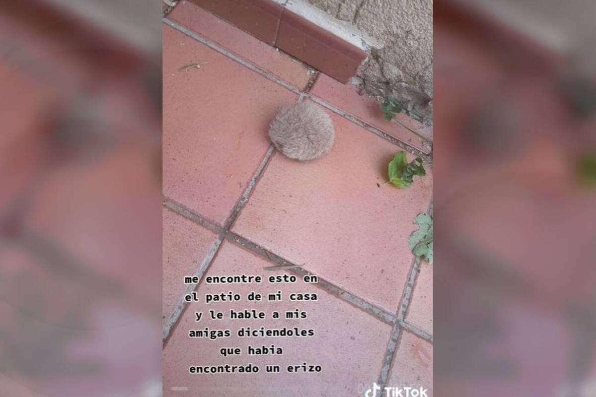 En el patio de la casa de una tiktoker apareció una figura peluda y esférica, que no era lo que parecía