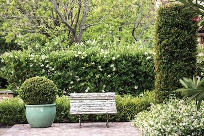 En el patio se plantaron, entre otras, olea texana, Buxus sempervirens, jazmín de leche (Trachelospermum jasminoides), y Syzygium paniculatum. Con estas especies de similar textura, algunas con flores blancas y perfumadas, se trabajaron las formas y los volúmenes. Paisajismo: Maggie Cavanagh.