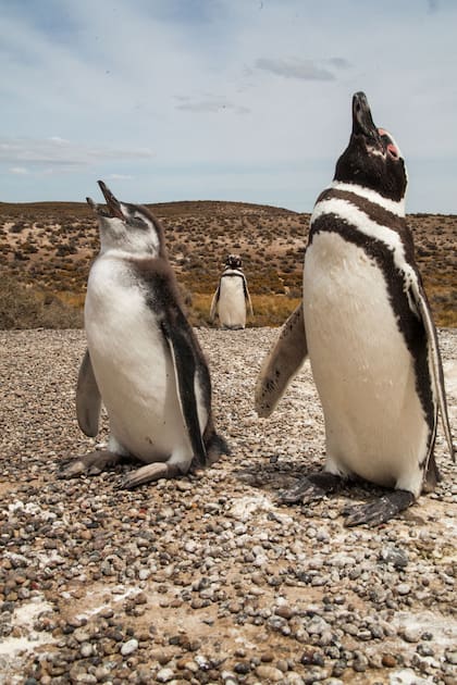 En El Pedral los chicos tienen contacto directo con los pingüinos de su reserva.